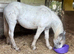 Yearling spotty cob to make 15hh