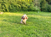 GORGEOUS F1 COCKERPOO PUPPIES