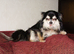 Looking for Long-Haired Tri/Black/Brown Girl, Puppy up to 3 yrs.