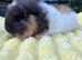 Two boars for sale