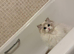 Female and kittens Bi colour European