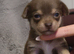 STUNNING PUREBRED CHIHUAHUAS