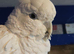 Male cockatoo