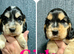 KC reg show type Cocker Spaniel Puppies from DNA tested parents