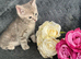 Mollys half ragdoll kittens