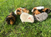 Beautiful Baby Guinea pigs Rex & Rosette 5 weeks old