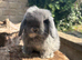 Miniature lops true to type