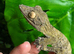 Henkels Leaf Tailed Gecko at Birmingham Reptiles