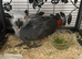 Baby African grey