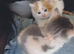 Ginger boy (urgent)