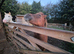 Dartmoor Chestnut Filly 12.2hh. 2.5yrs.