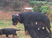 Pedigree Rottweiler puppies
