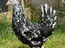 Coloured hybrid hens at pol