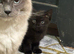 Half Ragdoll Kitten – Ready Soon
