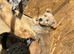 Jackapoo puppies ready to leave