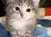 ️ last kitten remaining ️