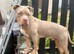 2 puppies for rehoming