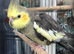 Stunning baby cockatiel (Greenish grey)