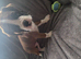 4 kc registered boxer puppies