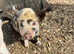 5 Kune Kune Girls Ready To Leave Now. Available singly or in a pair, £120 each.