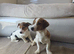 Jack russell pup