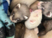 5weeks old kits. Pet only