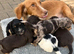 Cocker spaniel female puppy