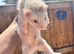 Ferrets 10 weeks old