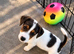 Jack Russell puppies for sale