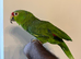 Tame and talking red lores Amazon