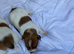 Jack Russell puppies for sale