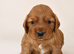 Beautiful Wcs pups