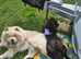 Male and female chow chow for sale must go together