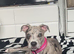 British bull dog cross lurcher