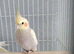 Pearl Pied Male Cockatiel