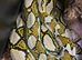 Reticulated python female