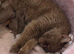 Beautiful chunky cinnamon kitten boy available