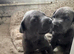 Beautiful  puppy American bulldog &rdquo;s x corso ready to leave around 24 July only 3 bitches left