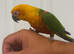 Jenaday conure hand tame