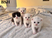 £300 British Short hair kittens BSH £300!!