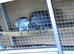 Breeding pair african greys
