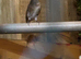 Goldfinch mule