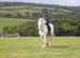 16.2hh TGCA cob gelding