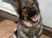 Urgent Rehome of Female GSD