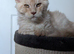 Maine coon boys and girl, Tica registered