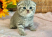 CUTEST SCOTTISH/BSH KITTENS (READY 17TH JULY)