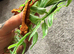 Baby crested geckos