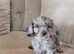 Miniature Merle cavapoo girl ready now