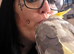 Hand Reared Tame Male & Female Cockatiel Pair For Sale,