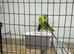 Budgies